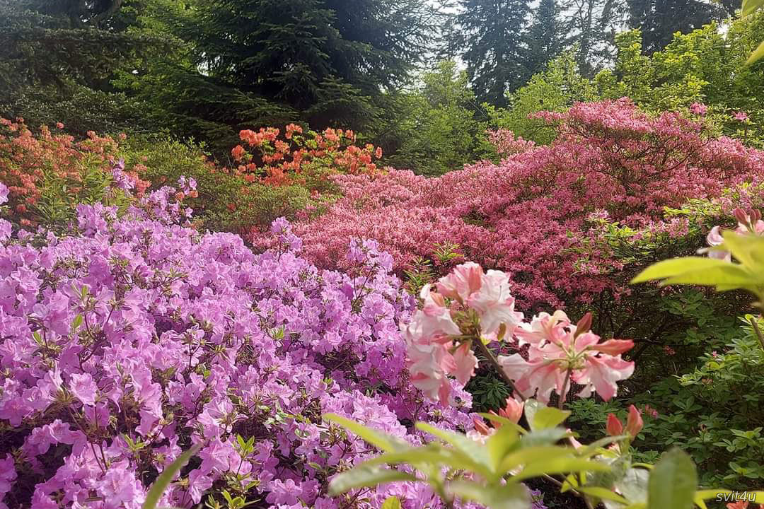 Дендрарій у Курнику (Arboretum w Kórniku)